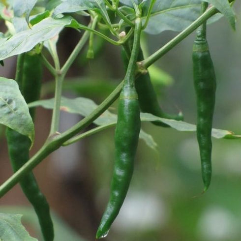 Live Mirchi/Chilli Plant Plant with Pot - Healthy Plant - Pack of 12